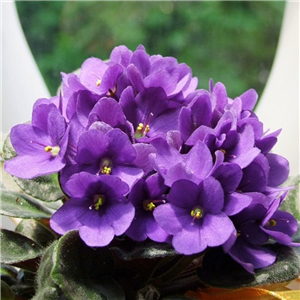 Saintpaulia (African Violet)